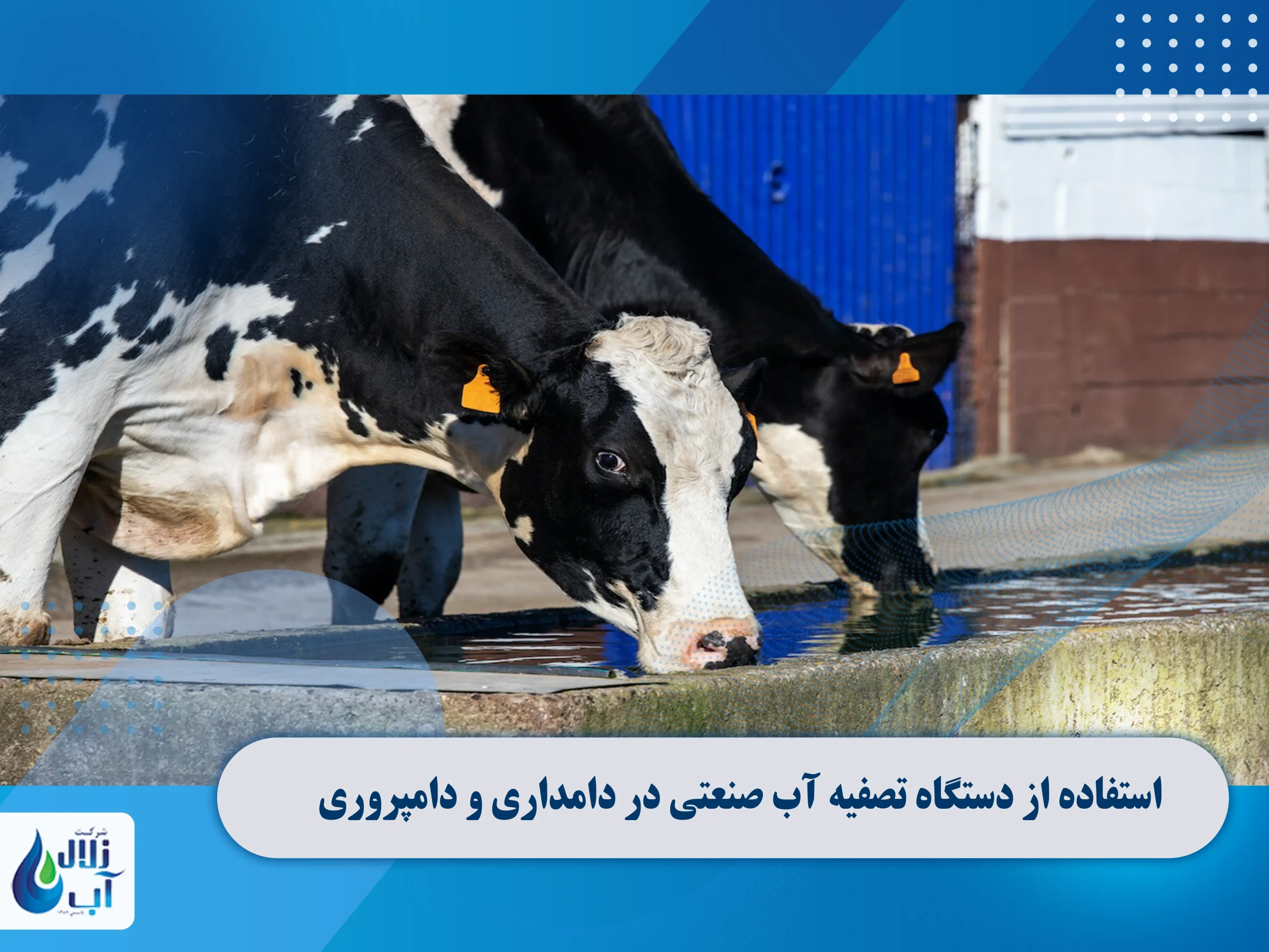 کاربرد دستگاه تصفیه آب صنعتی در دامداری و دامپروری 3 کاربرد دستگاه تصفیه آب صنعتی در دامداری و دامپروری