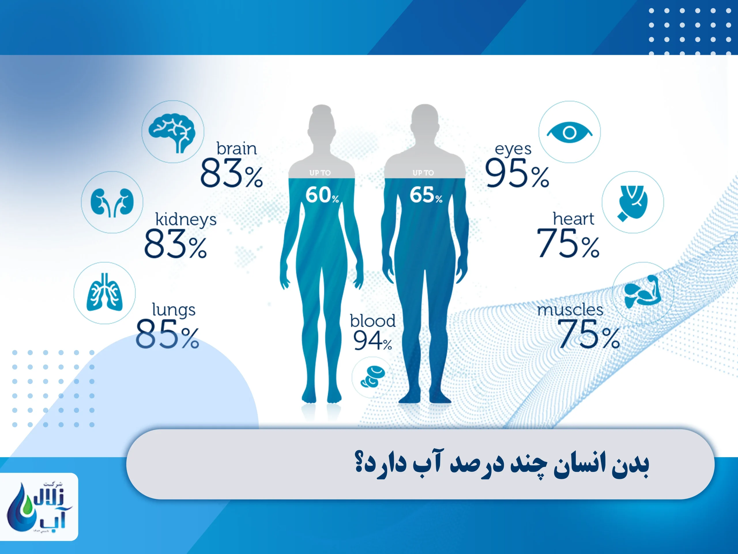 بدن انسان چند درصد آب دارد؟